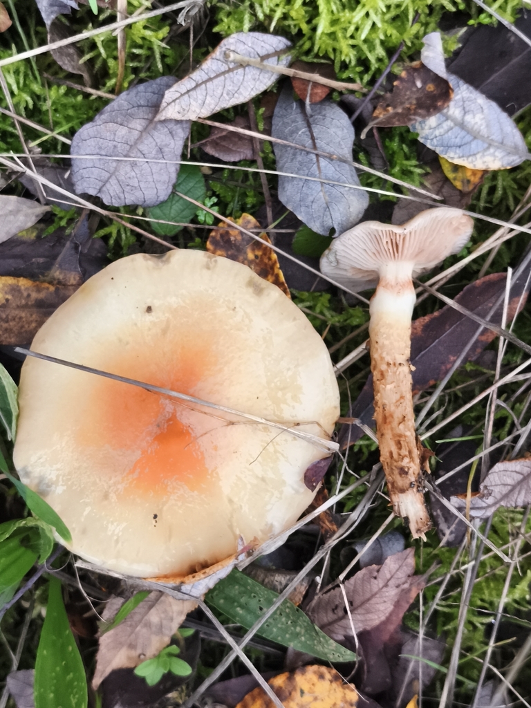Cortinarius trivialis · December 2025 · photo: © jose_castro (iNaturalist, CC)