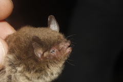 Myotis velifer