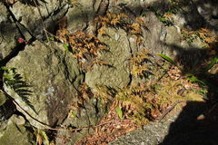 Selaginella moellendorffii