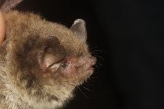 Myotis velifer