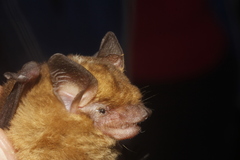 Rhogeessa parvula