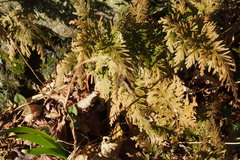 Selaginella moellendorffii
