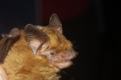 Rhogeessa parvula