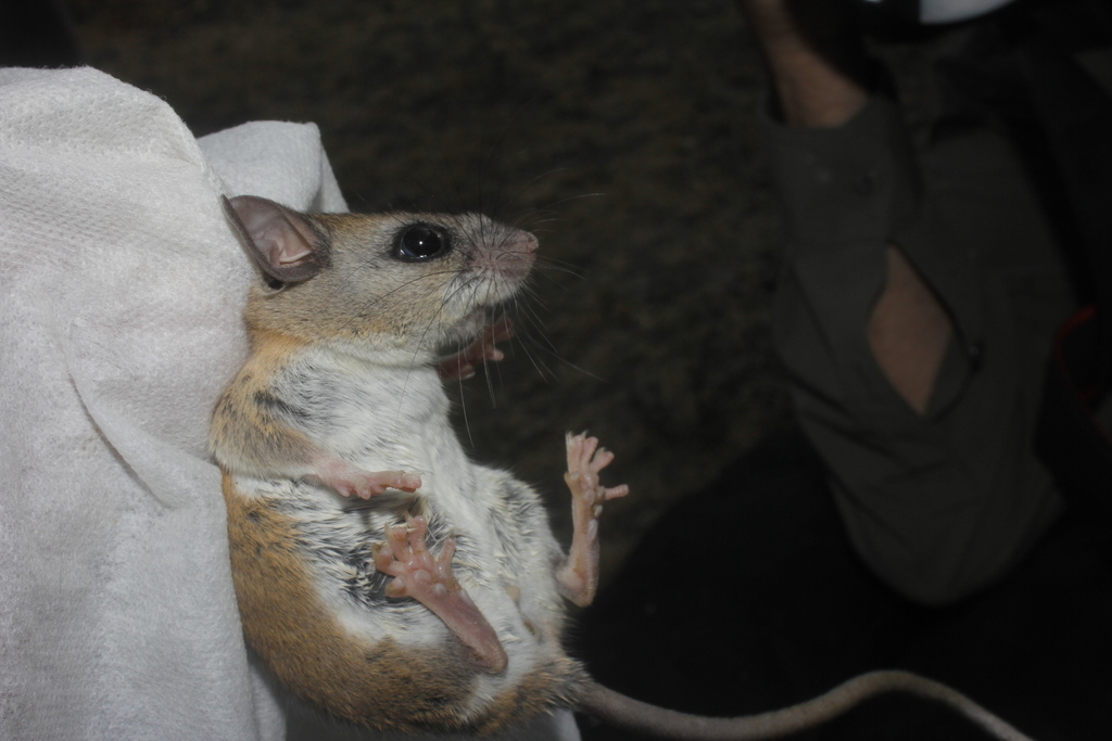 White-footed Deermouse
