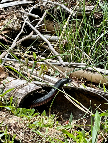 Red-bellied Black Snake sighting