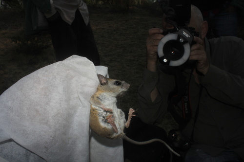 Plateau Mouse