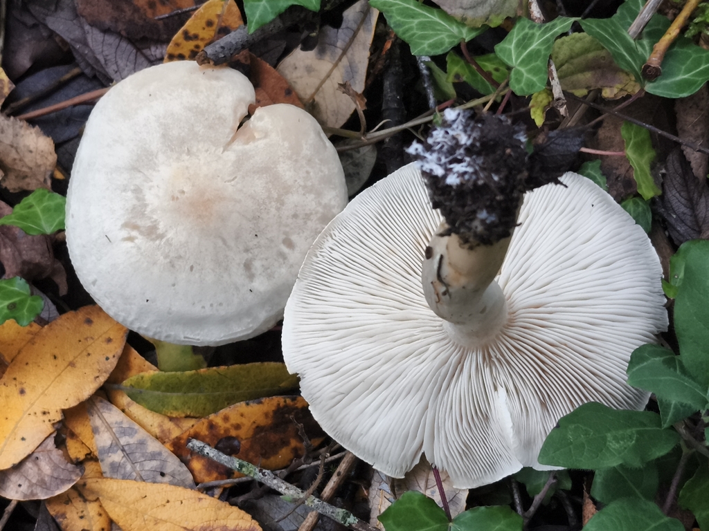 Tricholoma stiparophyllum · December 2025 · photo: © jose_castro (iNaturalist, CC)