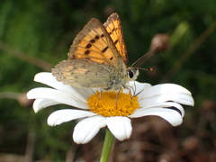 Lycaena salustius