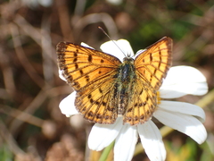Lycaena salustius