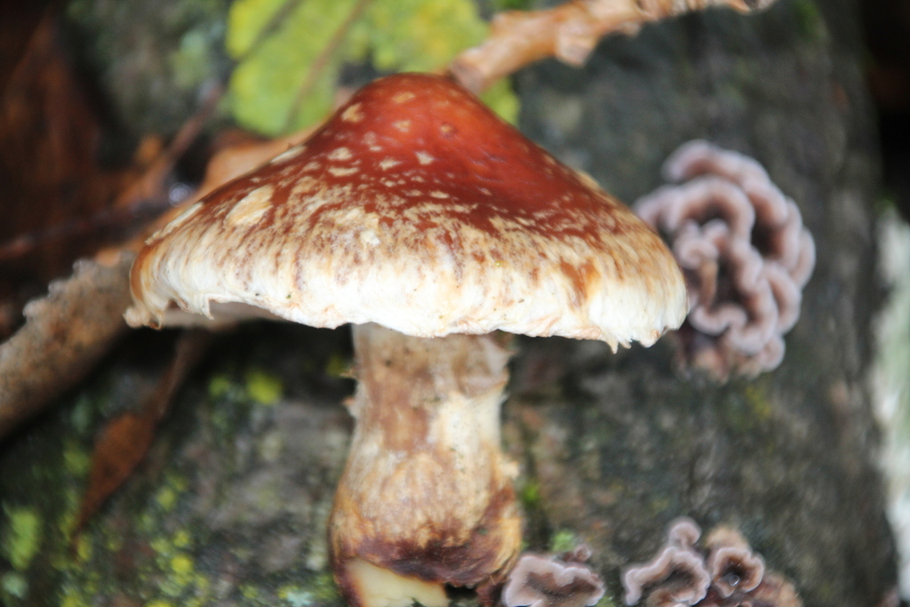 Hemipholiota populnea · December 2025 · photo: © erwinsieben (iNaturalist, cc0)