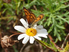 Lycaena salustius