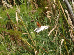Lycaena salustius