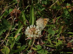 Lycaena salustius