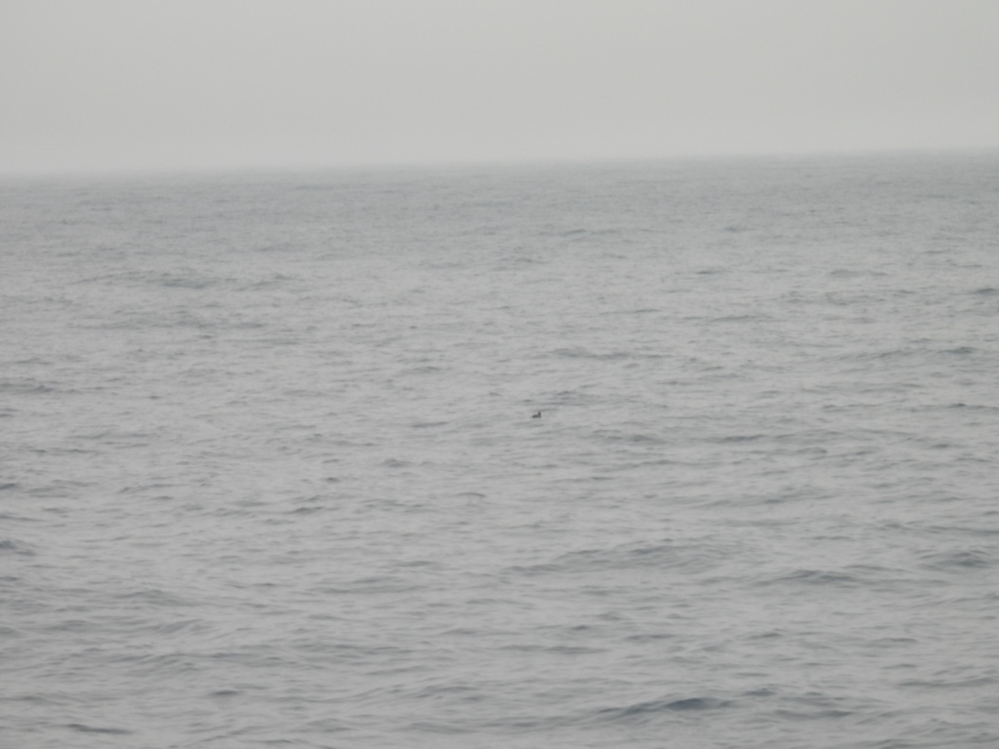 Phocoena dioptrica