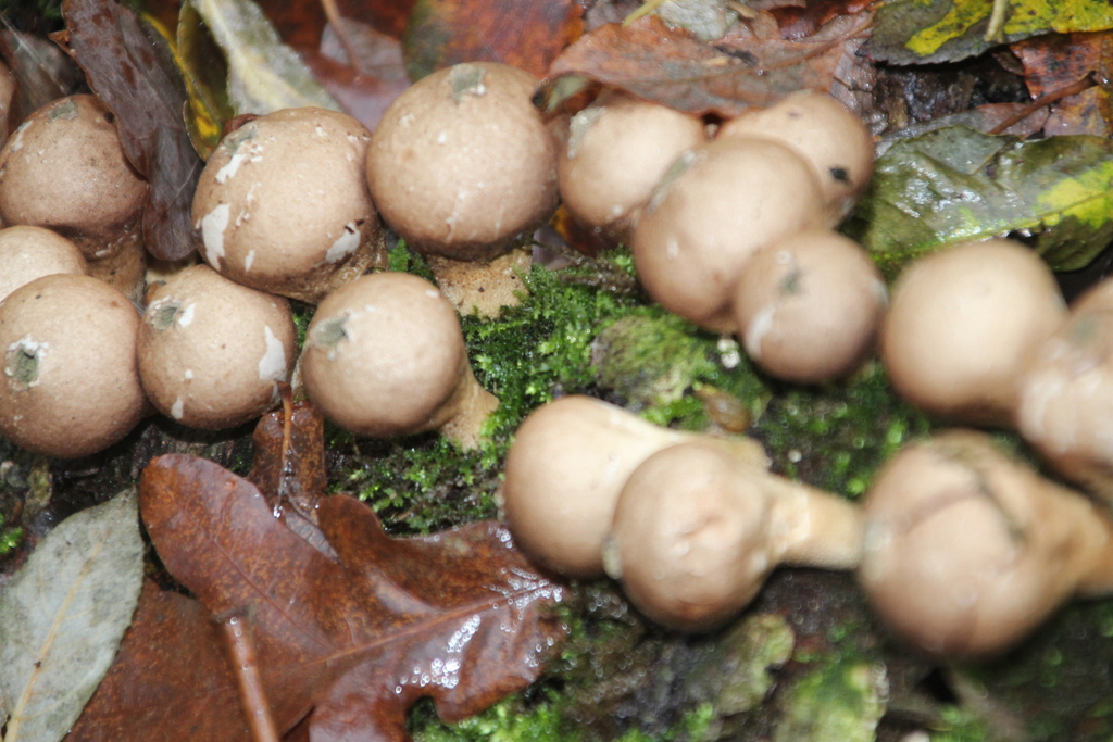 Apioperdon pyriforme · December 2025 · photo: © erwinsieben (iNaturalist, cc0)