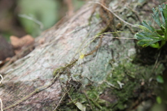 Specklinia fuegi