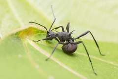 Polyrhachis armata