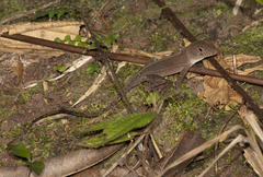 Anolis cybotes