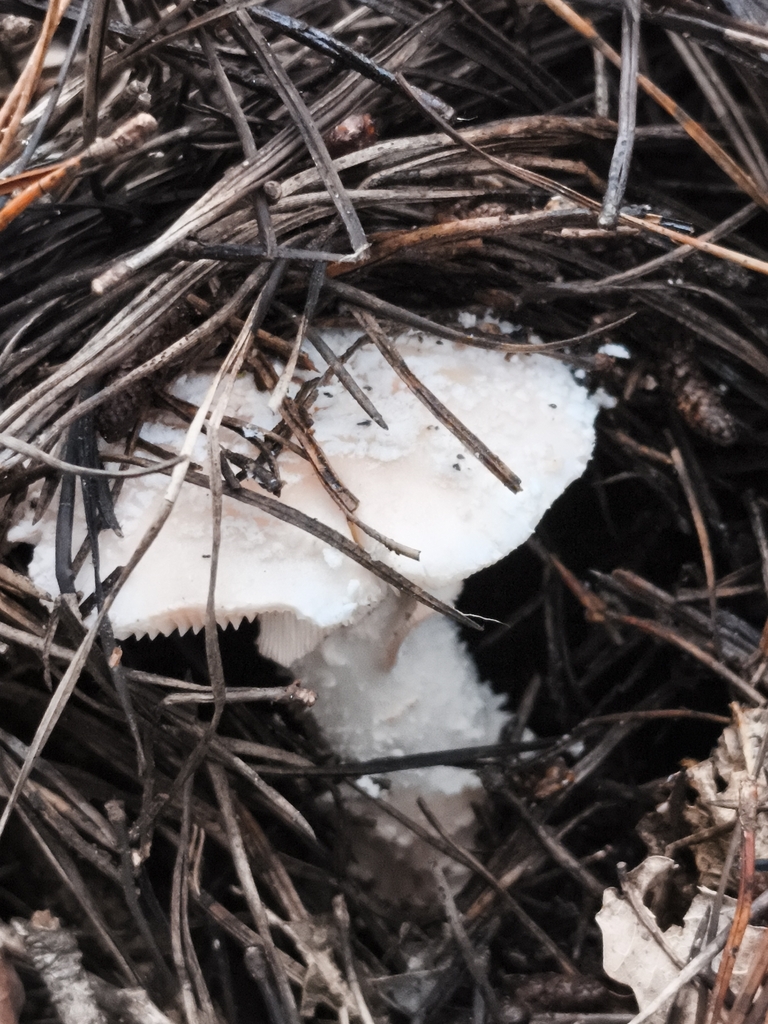 Amanita rubescens · December 2025 · photo: © jose_castro (iNaturalist, CC)