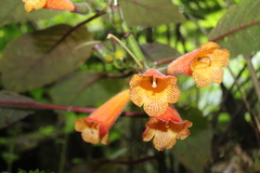 Solenophora calycosa