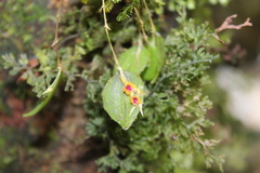 Lepanthes acuminata