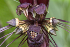 Tacca integrifolia