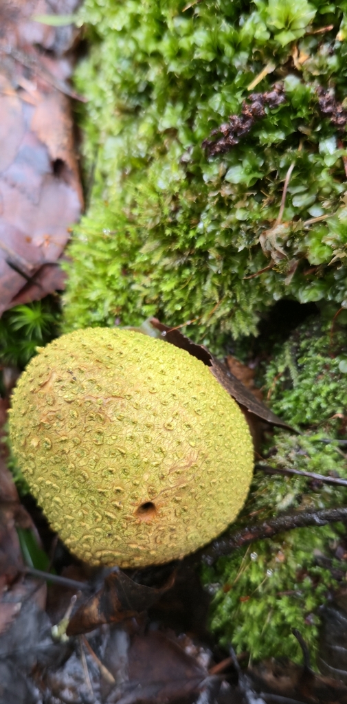 Scleroderma citrinum · December 2025 · photo: © raw_no (iNaturalist, cc0)