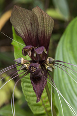 Tacca integrifolia