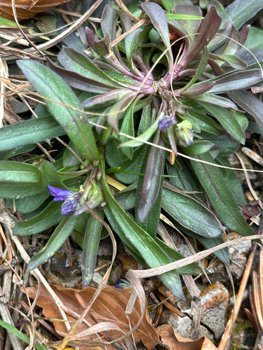 Polygala amara, photograph 2