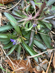 Polygala amara, photograph (c) Annette Peters, some rights reserved (CC BY)