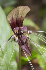 Tacca integrifolia