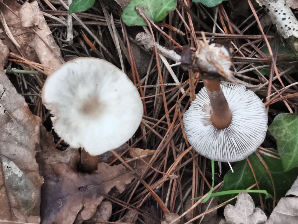 Rhodocollybia asema · December 2025 · photo: © jose_castro (iNaturalist, CC)