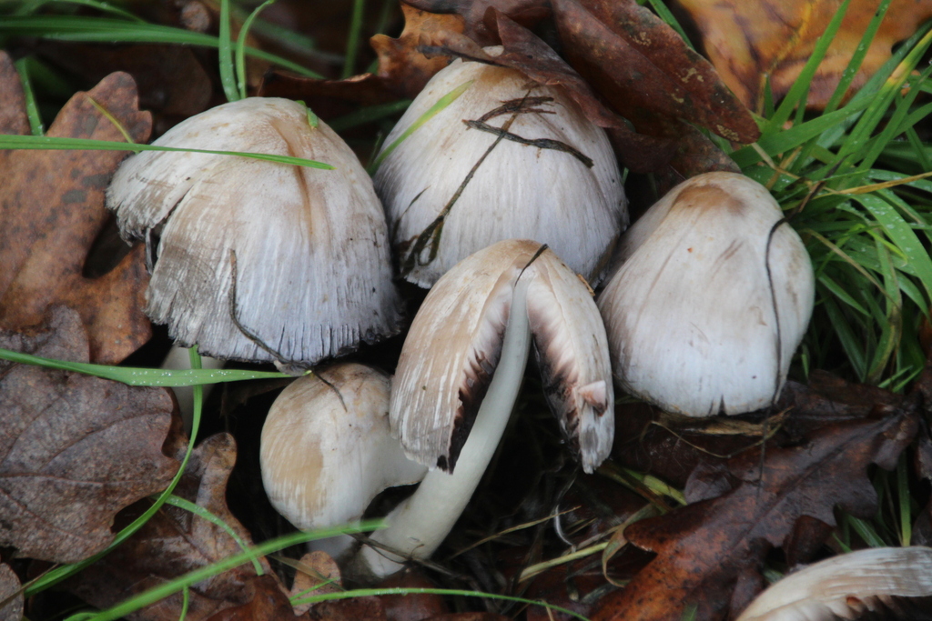 Coprinopsis atramentaria · December 2025 · photo: © erwinsieben (iNaturalist, cc0)