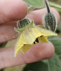 Physalis coztomatl, photograph (c) Buckelkopfcichlide, some rights reserved (CC BY)