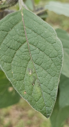 Physalis coztomatl, photograph 5