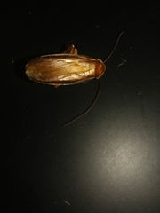 Blattoidae