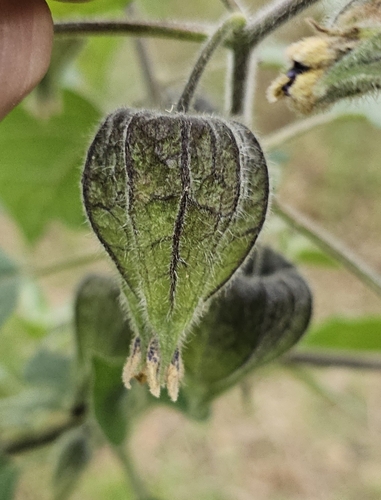 Physalis coztomatl, photograph 6
