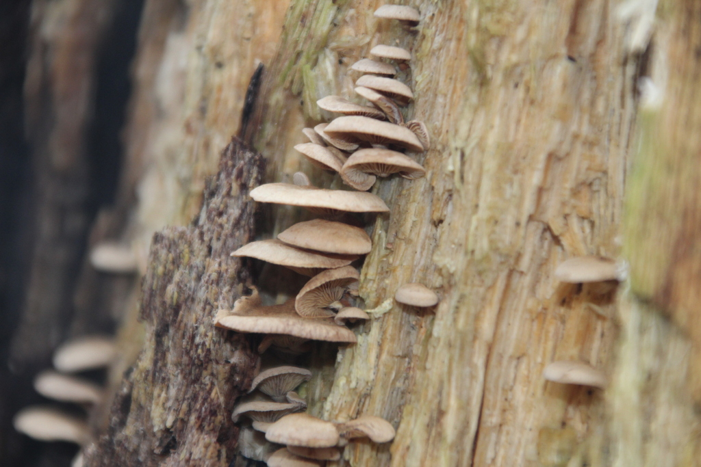 Panellus stipticus · December 2025 · photo: © erwinsieben (iNaturalist, cc0)