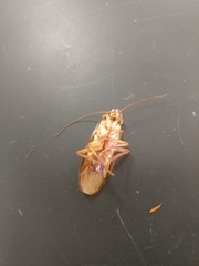 Blattoidae