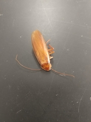 Blattoidae