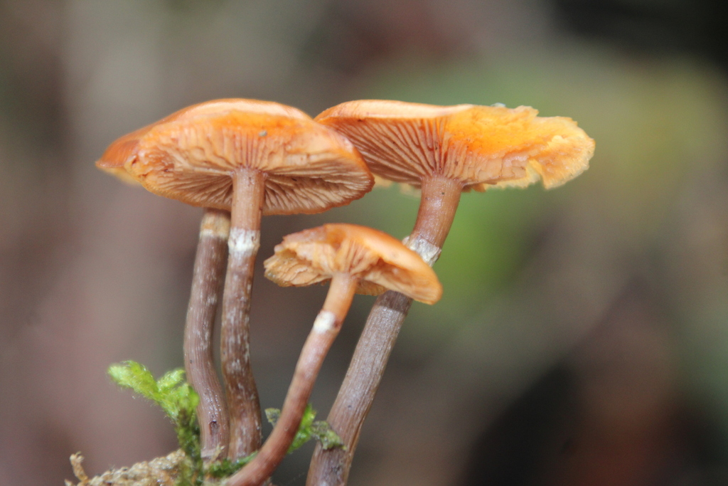 Galerina marginata · December 2025 · photo: © erwinsieben (iNaturalist, cc0)