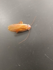 Blattoidae