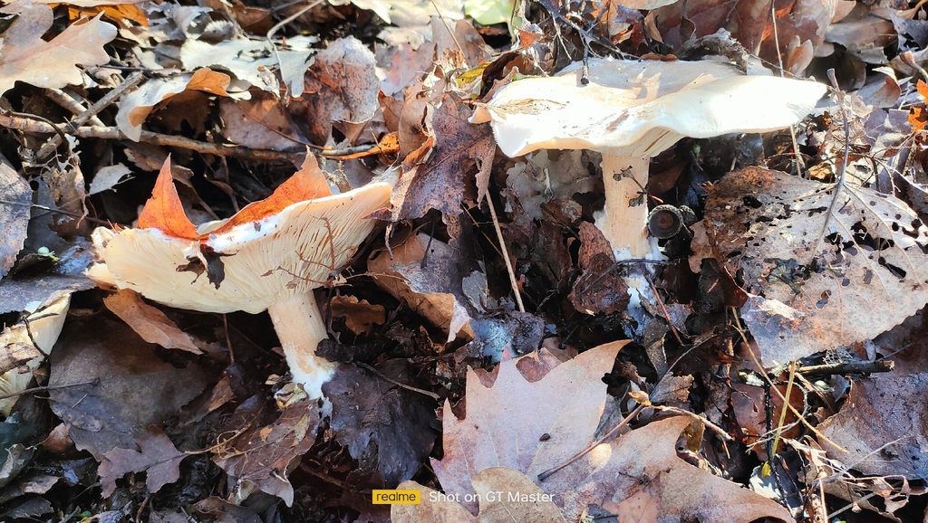 Clitocybe nebularis · December 2025 · photo: © teresa649 (iNaturalist, cc-by-sa)