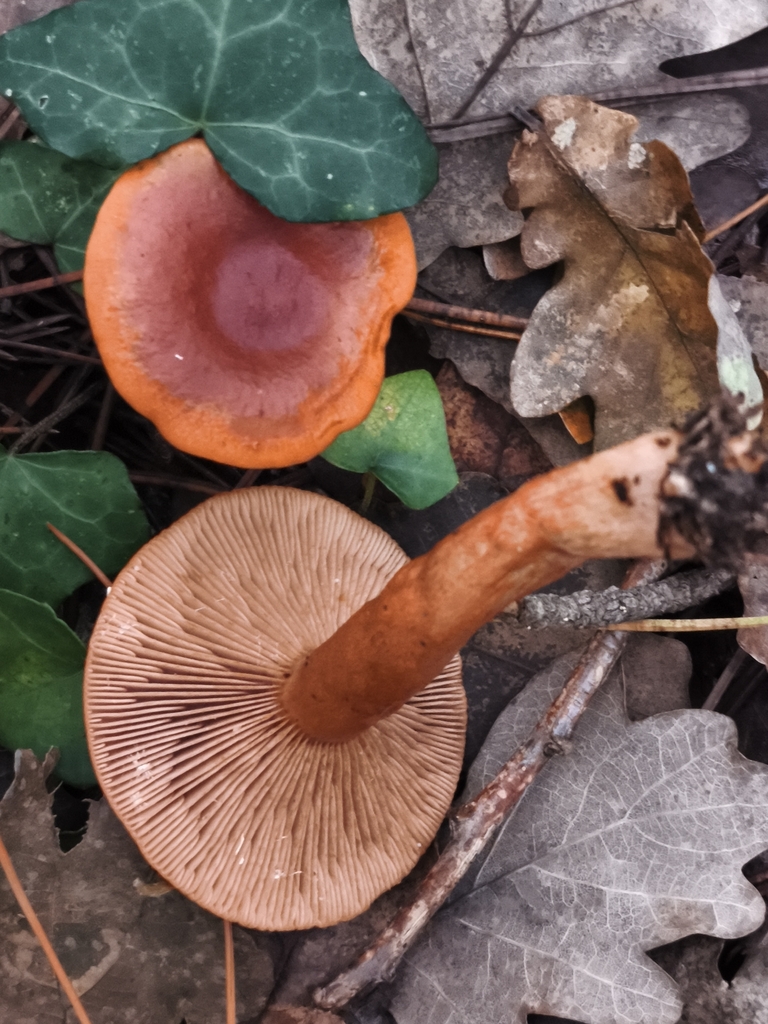 Lactarius aurantiacus