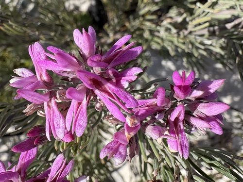 Indigofera hannariae MS (Indigofera hannariae)