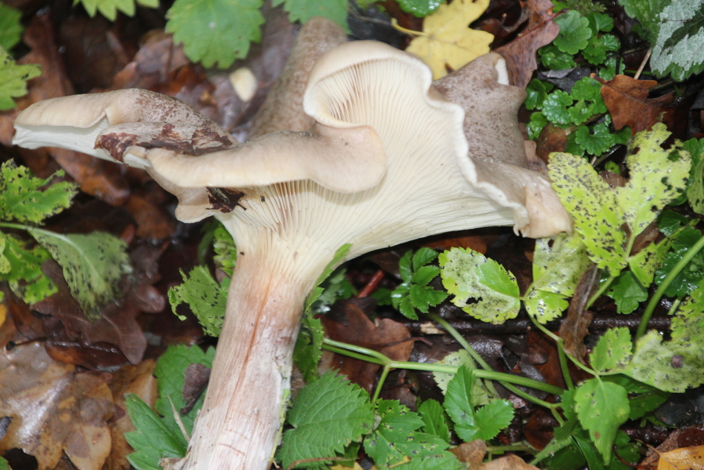Clitocybe nebularis · December 2025 · photo: © erwinsieben (iNaturalist, cc0)