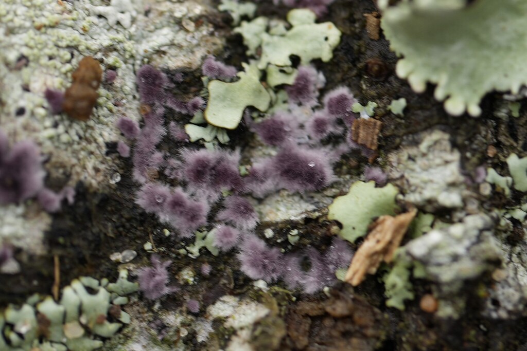 Phlebiopsis crassa · December 2025 · photo: © brandonjjohnson (iNaturalist, cc-by)