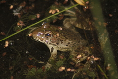 Lithobates spectabilis