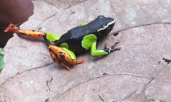 Mantella baroni