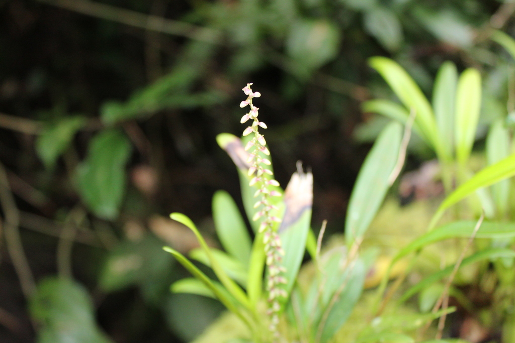 Stelis guatemalensis